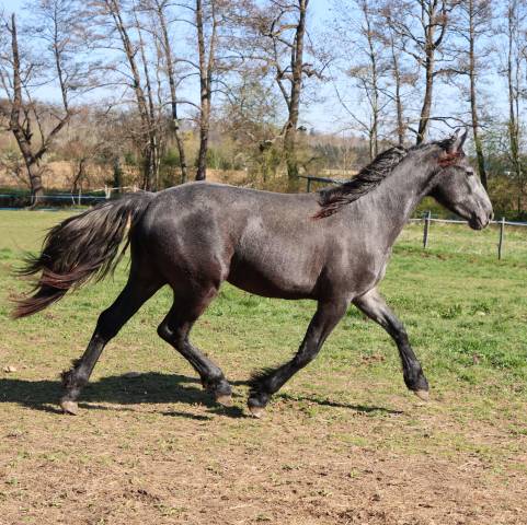 cheval a vendre