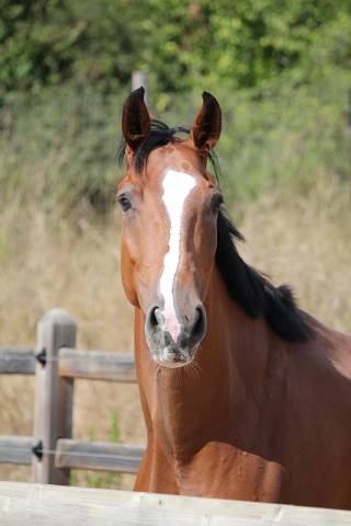 Jument BWP Cheval de Sang Belge A vendre 2021 Bai par Hardrock Z