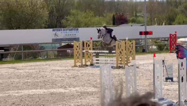 Cheval hongre 6 ans