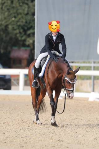 Jument Autre Race de Poney A vendre 2012 Bai par Orchid's Nicolai