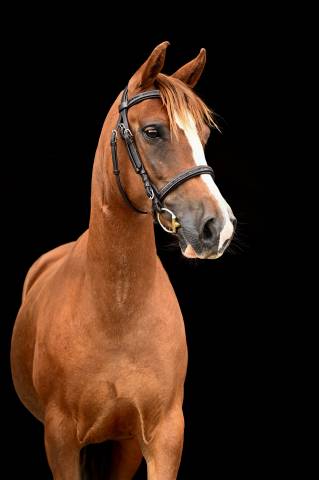 Ponette taille C PFS 7 ans 