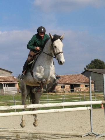 Hongre 9 Ans, 1m70,  Idéal CSO Club Elite 