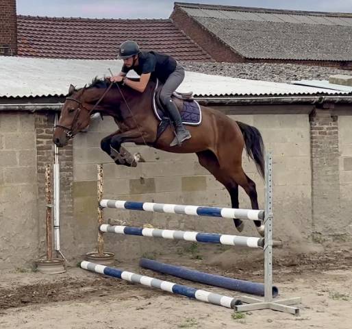 Jolie jument kwpn de 4 ans 1m65