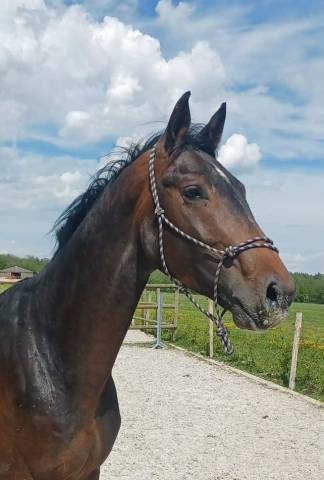 Zangersheide - Hongre  4 ans Qualité ****