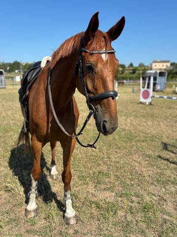 Hongre - Selle Francais- 9 ans - Classé 105/110