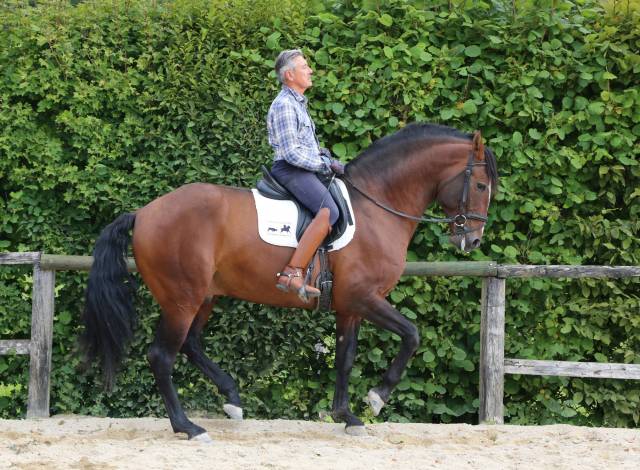 Superbe Pur sang lusitanien hongre