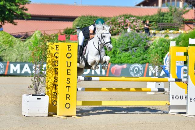 Jument PFS Poney Français de Selle A vendre 2012 Gris par PEPS DOMAIN