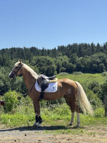 Hongre Autre Race de Poney A vendre 2019 Palomino