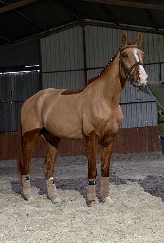 4 ans idéal amateur