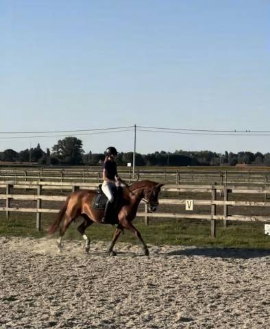 jument bwp van de kwaplas