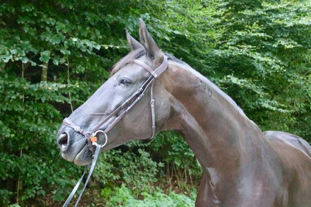 Jument de dressage 9 ans – Croisement d’exception