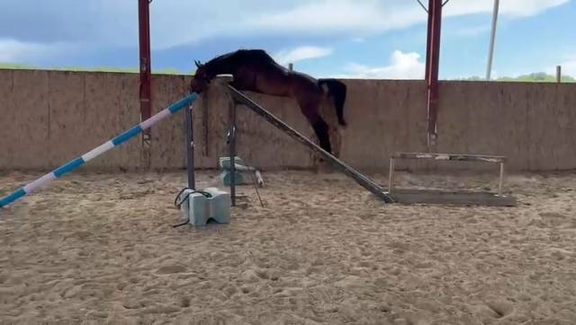 Photo cheval