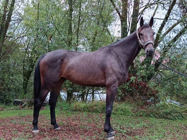 Photo cheval