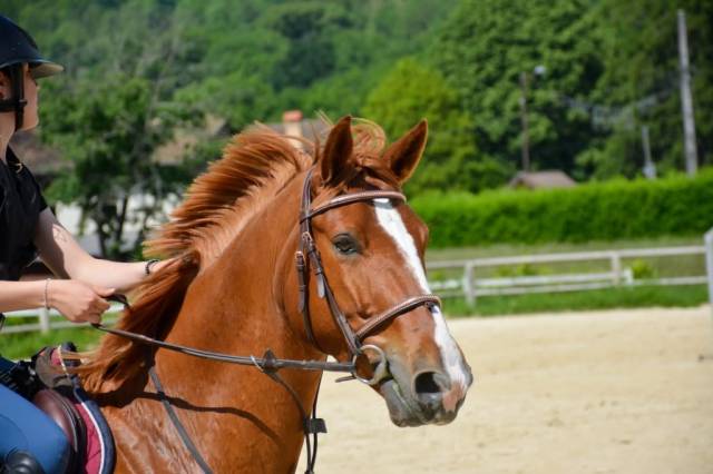 HONGRE 7 ANS POUR AMATEUR ELITE
