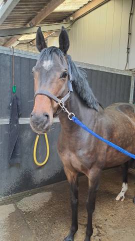 Jument Poney de Selle Anglais A vendre 2018 Bai par MALINAS