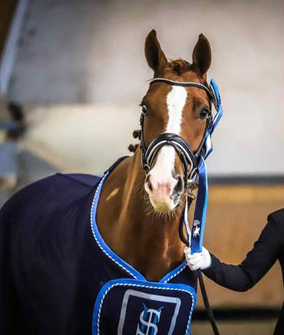 Hongre Dressage Maitre D'école
