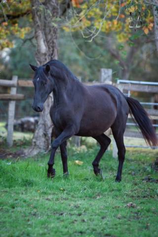 Jument Pure Race Espagnole PRE noire Yeguada Militar