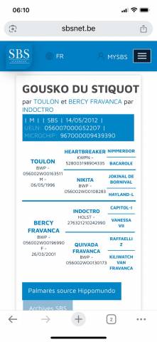 Hongre 13 ans CSO - A vendre