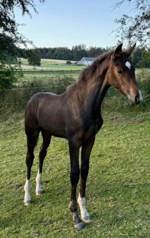 POULICHE DRESSAGE 2025