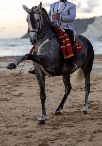 Jument PRE Pure Race Espagnole A vendre 2019 Gris