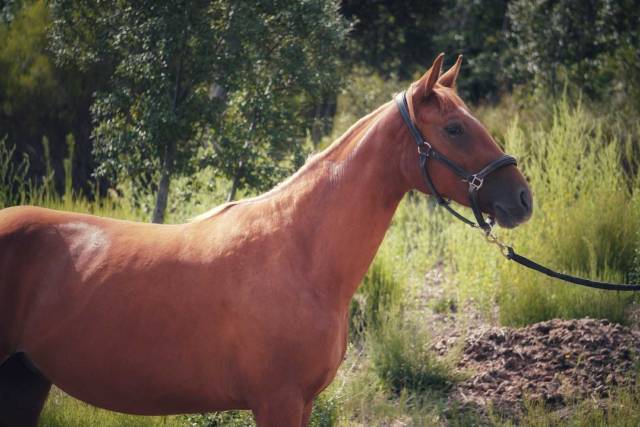Jument 2 ans par Sir Sandro x Abanos