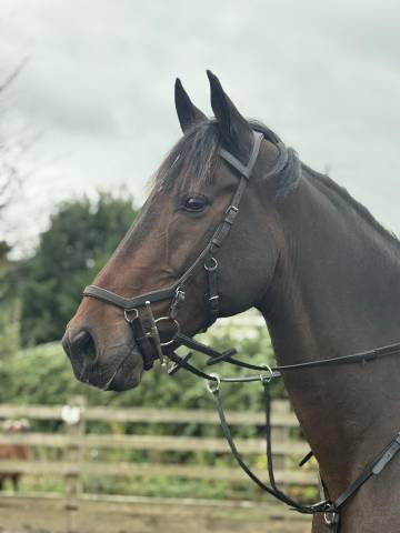 Hongre Cheval de Sport Irlandais A vendre 2011 Bai