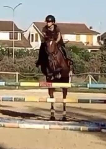 Pouliche Cheval de Selle Italien A vendre 2017 Bai par TIPHOON