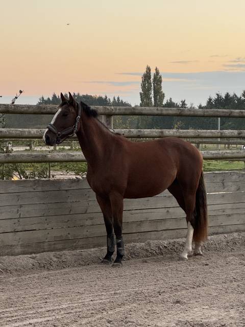 Jument 3 ans (EVERBLUE X ARGENTINUS) 