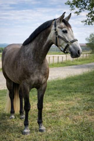 Jument KWPN x Lusitanien- 4 ans - France