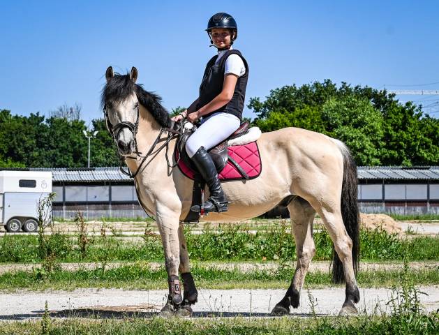 Hongre Poney de Selle Anglais A vendre 2014 Palomino