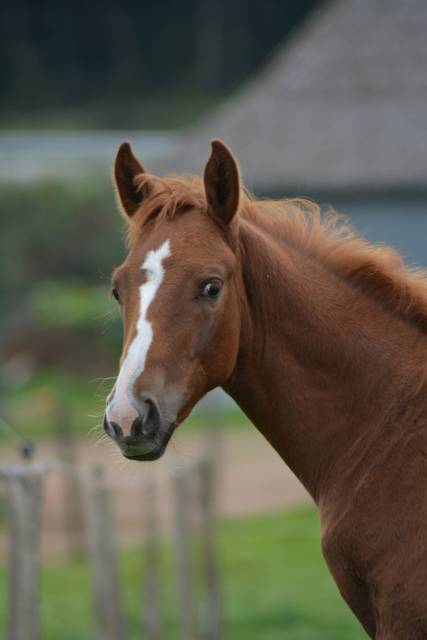 Foal SF dressage/CCE
