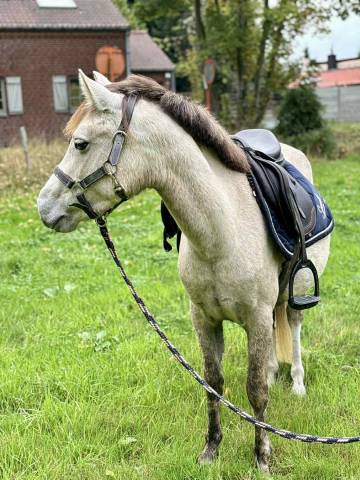 Quassia de l'Epinette JD