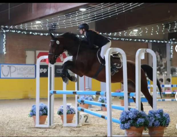 Hongre Cheval de Selle Italien A vendre 2016 Bai par Caleidos DC