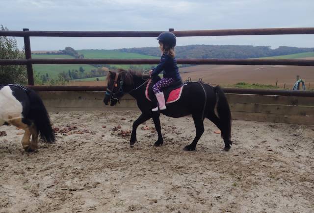 Poney hongre type shetland 