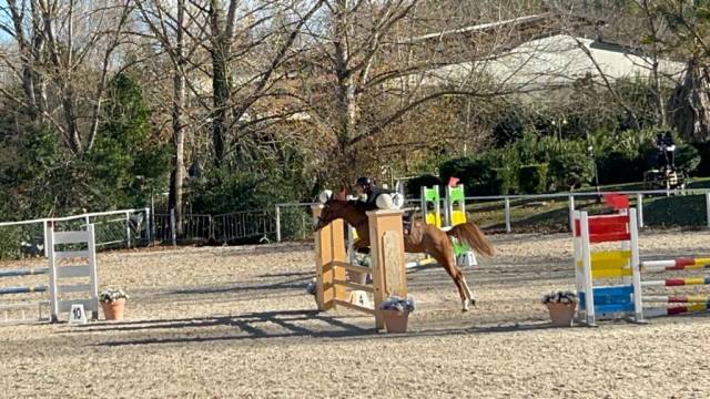 Jument Autre Race de Poney A vendre 2015 Alezan