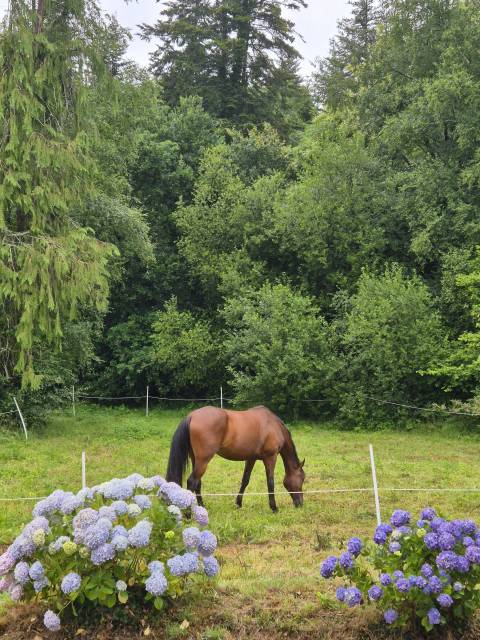 Hongre 11 ans cce dressage cso