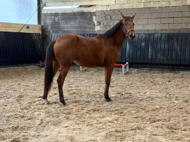 Jolie pouliche 2 ans  sf