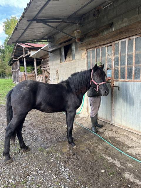 Poulain Bardigiano A vendre 2024 Noir par Putin