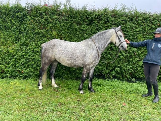 Poney 5 ans