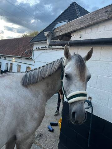Poney pure sang Arabe, passeport pucé et vacciné 