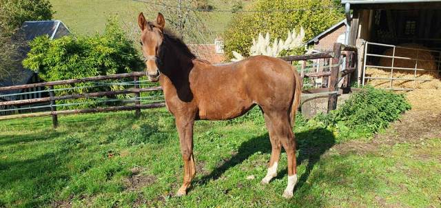 Pouliche Selle Francais par Vitalis