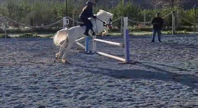 Hongre Poney de Selle Anglais A vendre 2016 Gris