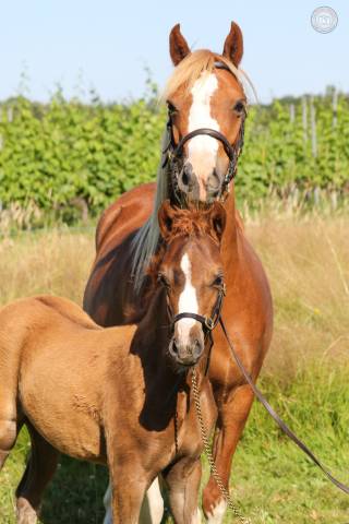 Pouliche 2025 Welsh Pony sect B - Excellentes Origines