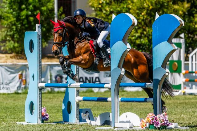 Hongre Autre Race de Poney A vendre 2013 Bai brun