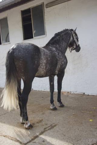 Poulain PRE Pure Race Espagnole A vendre 2020 Gris par Aire XV