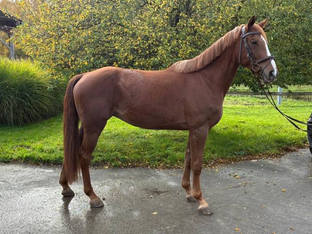 Superbe jument SBS  de Famille / Obstacle