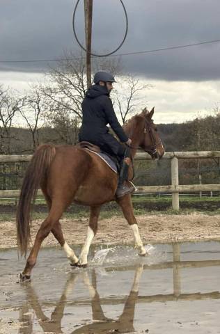 4 ans SF Originel par Ernest 