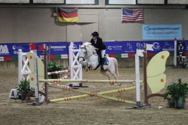 Jument Autre Race de Poney A vendre 2020 Gris