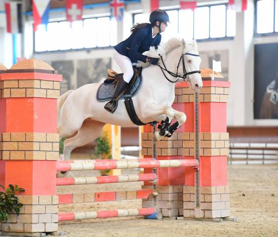 Jument Connemara A vendre 2019 Cremello