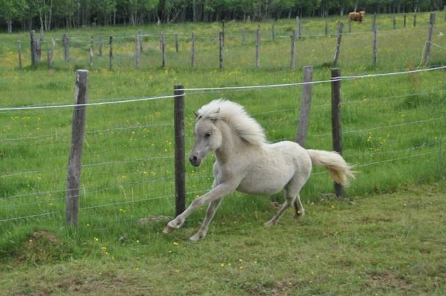 Poney &agrave; vendre